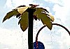 Palm Tree